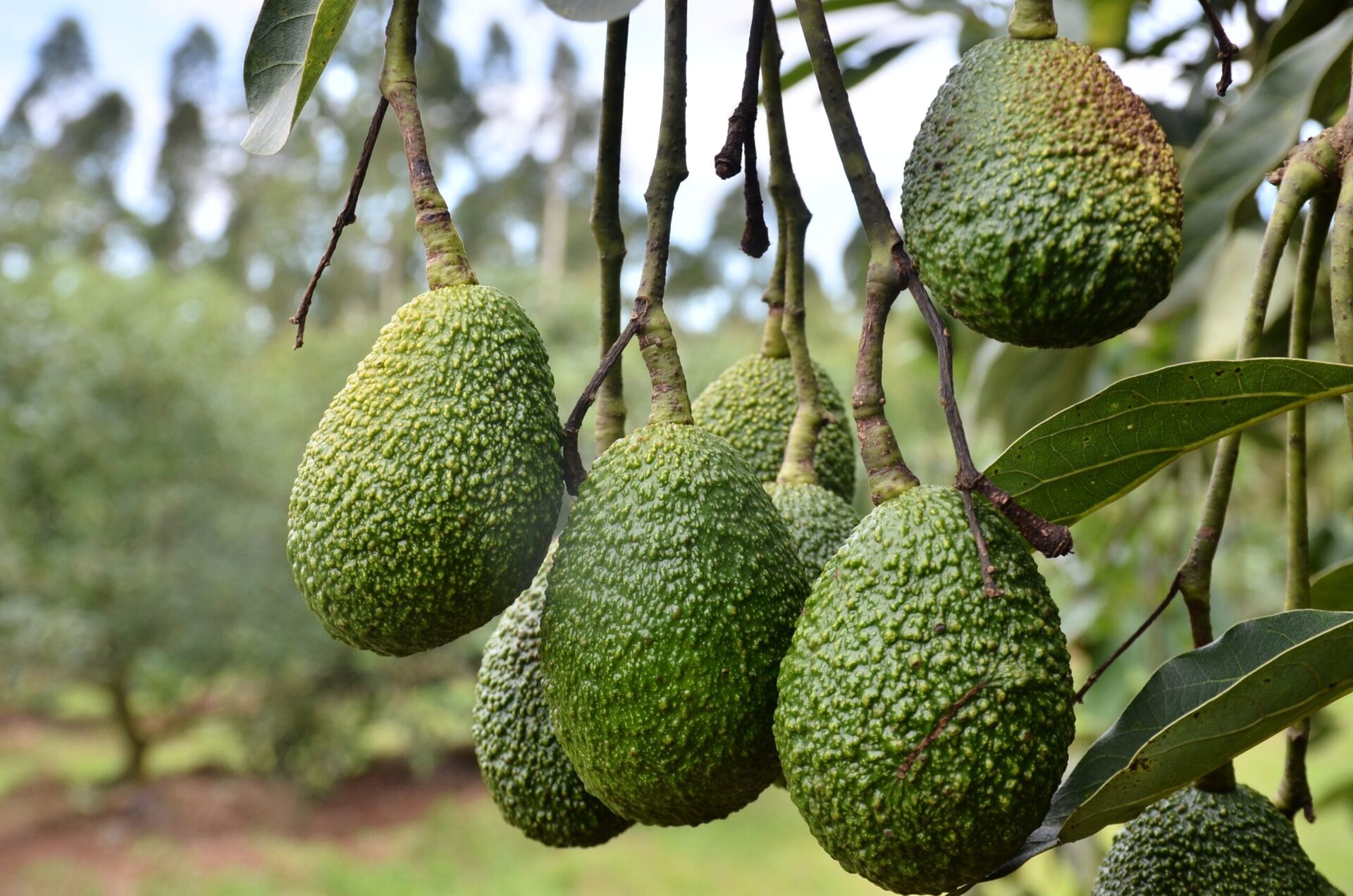 Avocado Farming